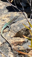 Australolacerta australis