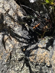 Australolacerta australis