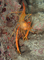 Stenopus spinosus