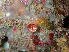 Thylacodes arenarius