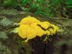 Fuligo septica septica