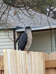 Accipiter cooperii