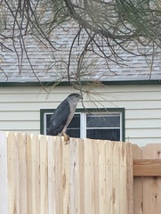 Accipiter cooperii