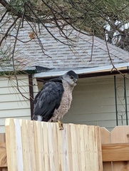 Accipiter cooperii