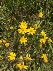 Tetraneuris linearifolia