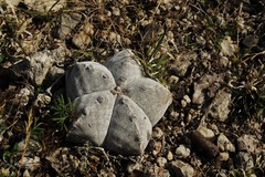Astrophytum myriostigma