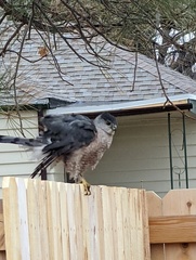 Accipiter cooperii