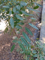 Magnoliopsida