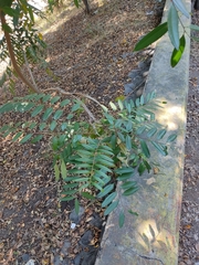 Magnoliopsida