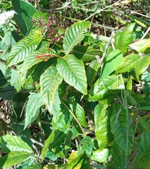 Palicourea crocea