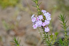 Junellia seriphioides