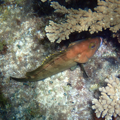 Epinephelus rivulatus