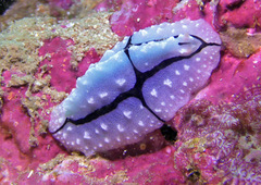 Phyllidiopsis shireenae