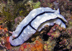 Phyllidiopsis shireenae