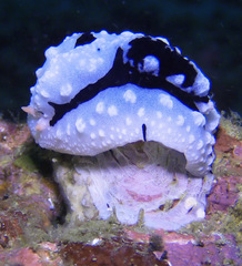 Phyllidiopsis shireenae