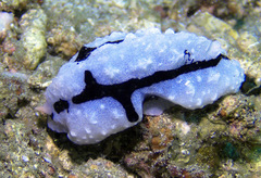 Phyllidiopsis shireenae