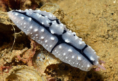 Phyllidiopsis shireenae