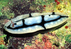 Phyllidiopsis shireenae