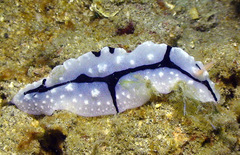 Phyllidiopsis shireenae
