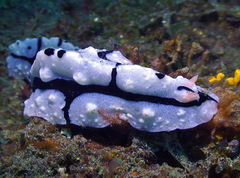 Phyllidiopsis shireenae