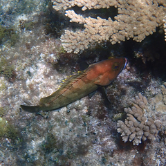 Epinephelus rivulatus
