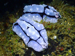Phyllidiopsis shireenae