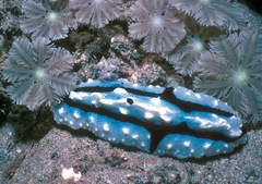 Phyllidiopsis shireenae