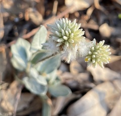 Pfaffia gnaphalioides