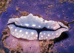 Phyllidiopsis shireenae