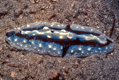 Phyllidiopsis shireenae