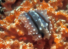 Phyllidiopsis shireenae