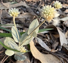 Pfaffia gnaphalioides