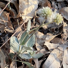Pfaffia gnaphalioides