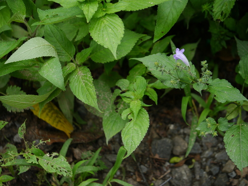 Mexican Petunia (Strobilanthes attenuata)