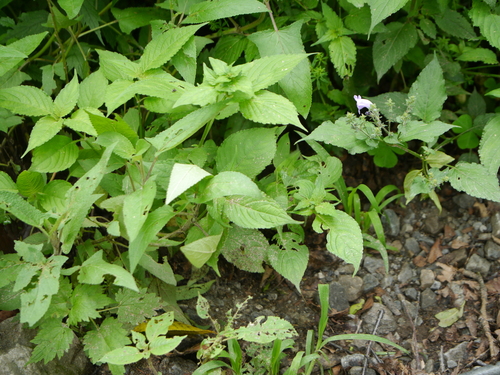 Strobilanthes attenuata, photograph 1
