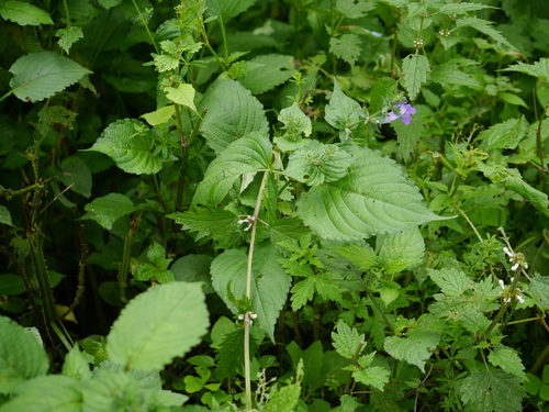 Strobilanthes attenuata, photograph 2
