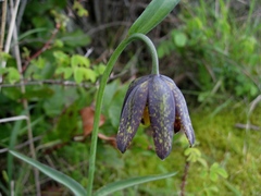 Fritillaria affinis affinis