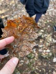 Cristulariella