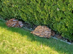 Armillaria mellea