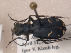 Cicindela purpurea audubonii