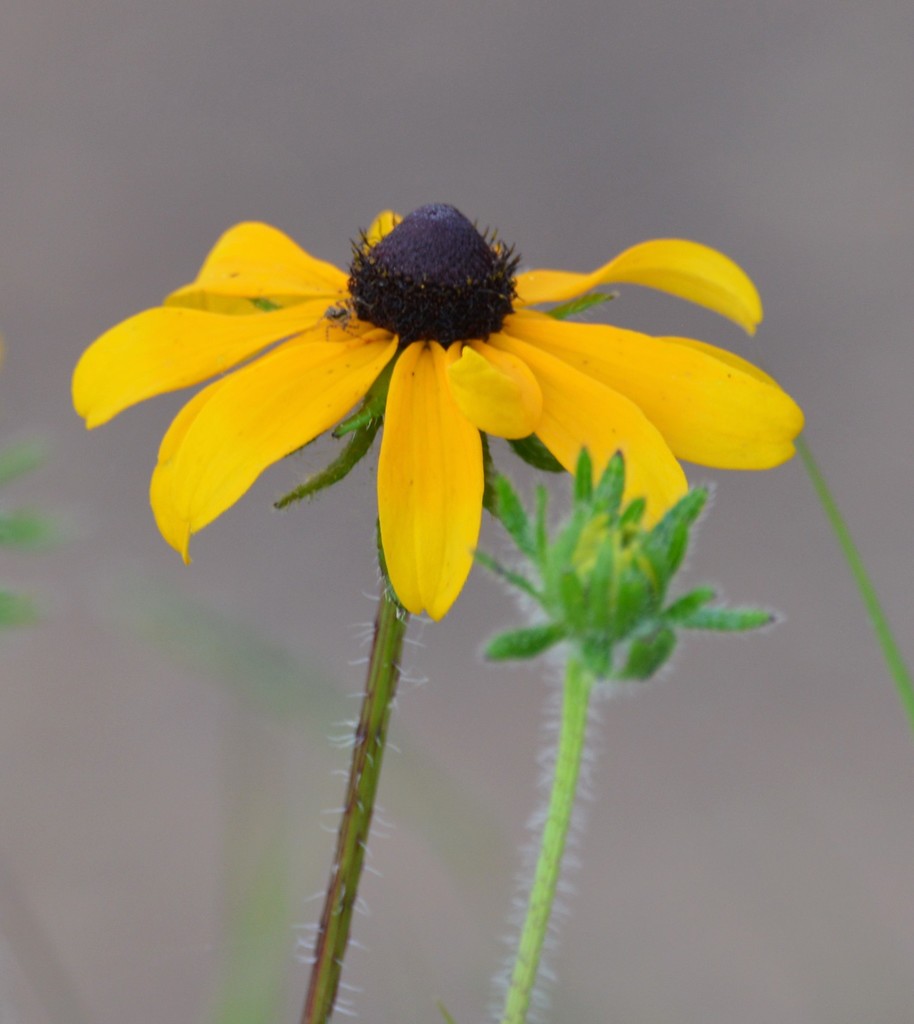 Rudbeckia