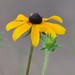 Rudbeckia - Photo (c) tnewman, some rights reserved (CC BY-NC)