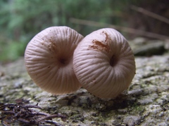 Laccaria vinaceoavellanea