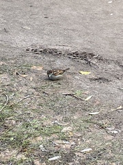Passer domesticus