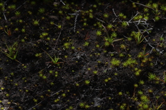 Capensibufo tradouwi