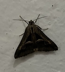 Melipotis bisinuata