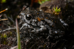 Capensibufo tradouwi