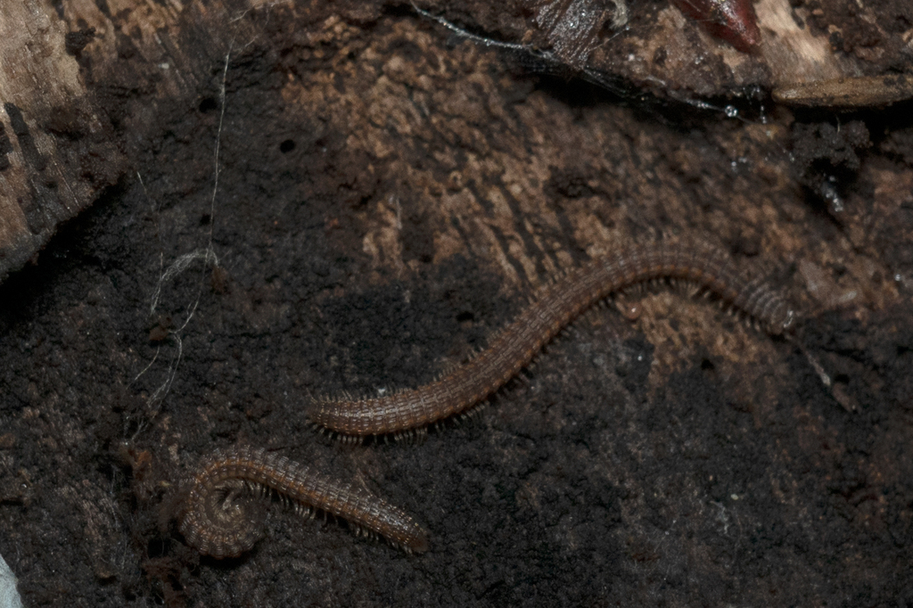 Tynomma mutans