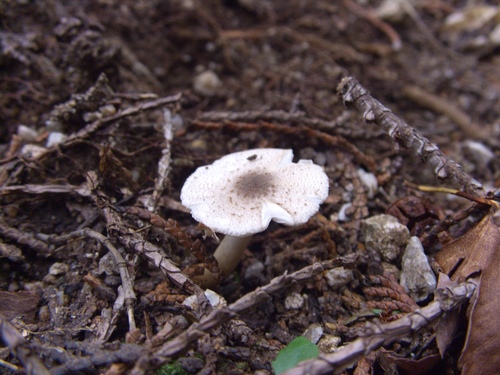 Lepiota
