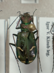 Cicindela purpurea audubonii
